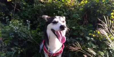 Mi's Pet Walking