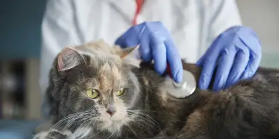 Pets Concern veterinary clinic, Phoenix