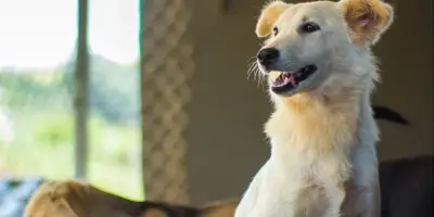 Neige - chienne blanche à adopter