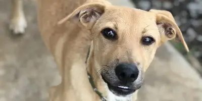 Aramis - chien énergique à adopter