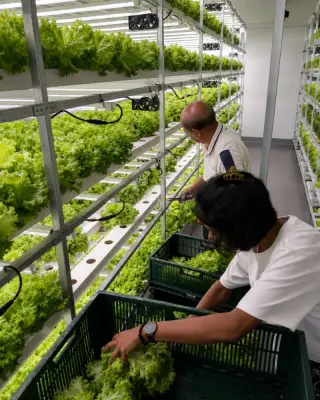 Sora Farms - frische Produkte aus Mauritius