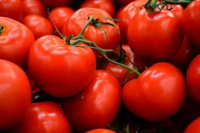 Hautes Plaines Organic Farm - tomates
